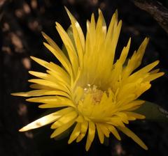 Cheiridopsis rostrata