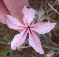 Pachypodium succulentum