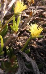 Cheiridopsis rostrata