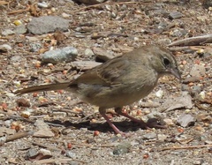 Aimophila ruficeps canescens