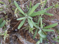 Pachypodium succulentum