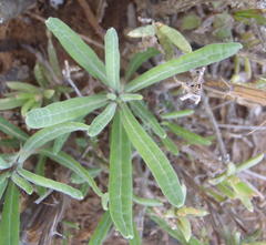 Pachypodium succulentum