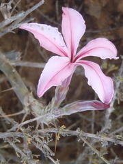 Pachypodium succulentum