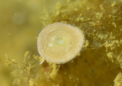 Amphisorus hemprichii