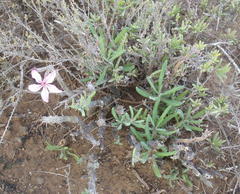 Pachypodium succulentum