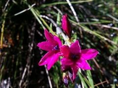 Babiana angustifolia