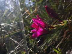 Babiana angustifolia