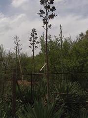 Agave angustifolia angustifolia