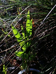 Babiana angustifolia