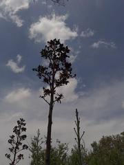 Agave angustifolia angustifolia