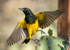 Scott's Oriole photo 3