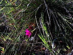 Babiana angustifolia