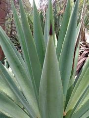 Agave angustifolia angustifolia