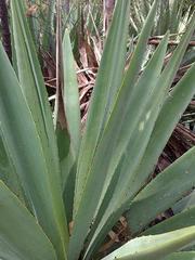 Agave angustifolia angustifolia