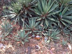 Agave angustifolia angustifolia