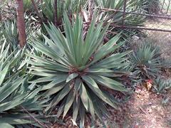 Agave angustifolia angustifolia