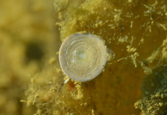 Amphisorus hemprichii