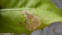 Liriomyza taraxaci