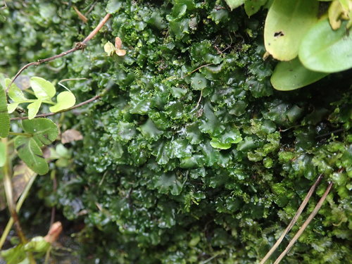 Phaeomegaceros coriaceus