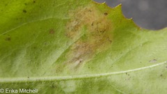 Liriomyza taraxaci