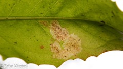 Liriomyza taraxaci
