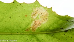 Liriomyza taraxaci