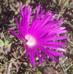 Lampranthus affinis