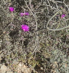Lampranthus affinis