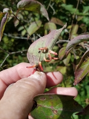 Craneiobia tuba
