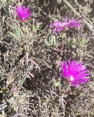 Lampranthus affinis