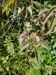 Craneiobia tuba