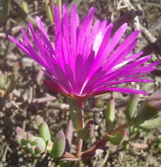 Lampranthus affinis