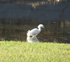 Egretta thula thula