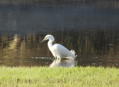Egretta thula thula