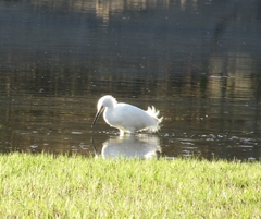 Egretta thula thula