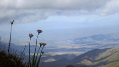 Osteospermum corymbosum