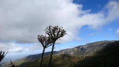 Osteospermum corymbosum