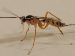 Sphelodon phoxopteridis