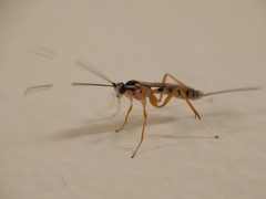 Sphelodon phoxopteridis