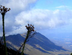 Osteospermum corymbosum