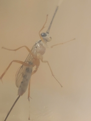 Sphelodon phoxopteridis