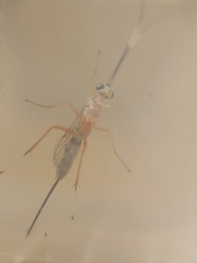 Sphelodon phoxopteridis