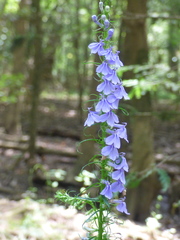 Lobelia elongata