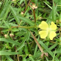 Ludwigia octovalvis