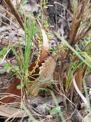 Lomandra glauca