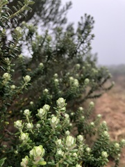 Baccharis uncinella
