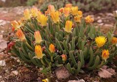 Cheiridopsis rostrata