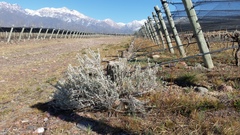 Senecio filaginoides