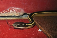 Coniophanes schmidti