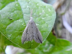 Trigonistis demonias